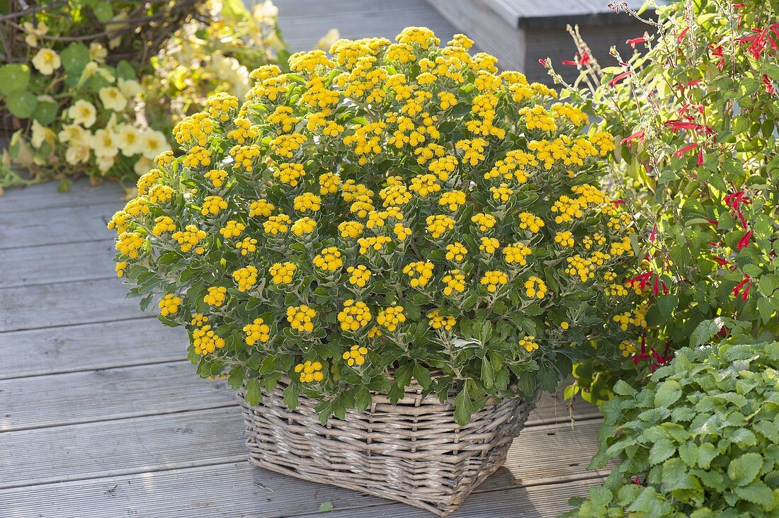 Ajania bellania 'Bea' (silver chrysanthemum) in a basket