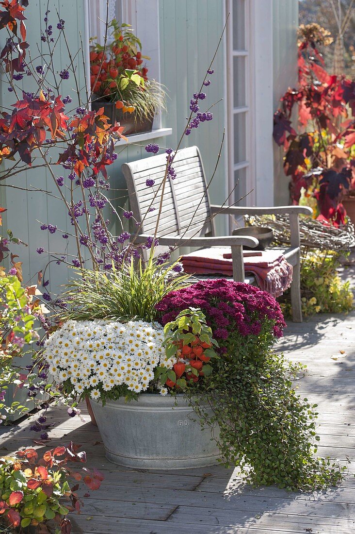 Old zinc sink planted with Chrysanthemum 'Elys Blanc' white, 'kilo' magenta