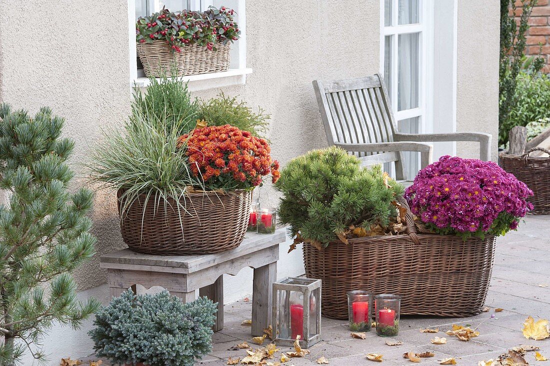 Autumn planting in large baskets