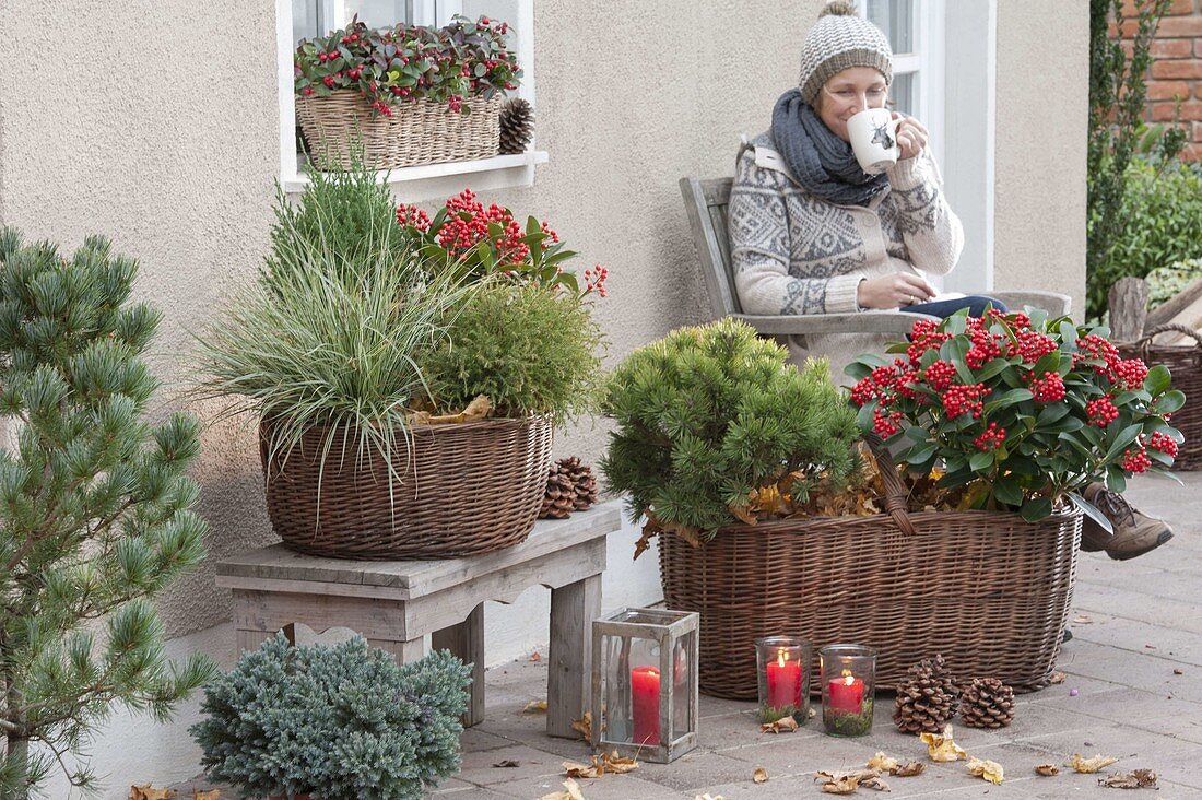 Autumn planting in large pots