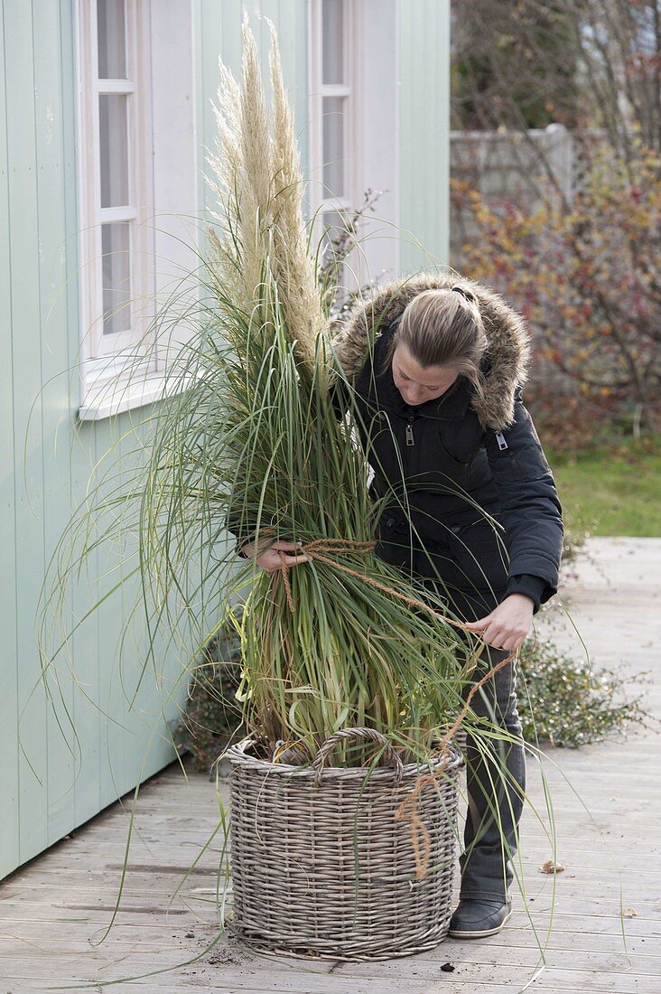 Winterize pampas grass