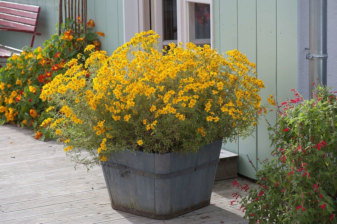 Tagetes 'Gold Medal' (marigold) in wooden pot