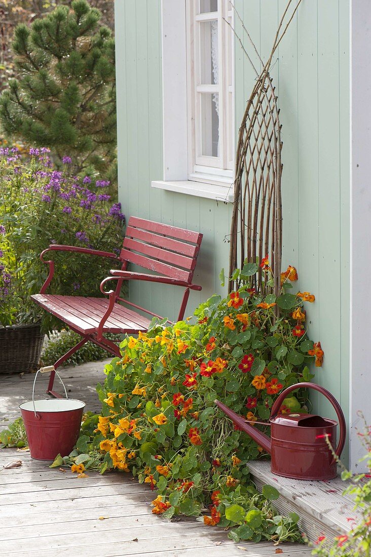 Tropaeolum majus (Nasturtium) in box with homemade climbing aid