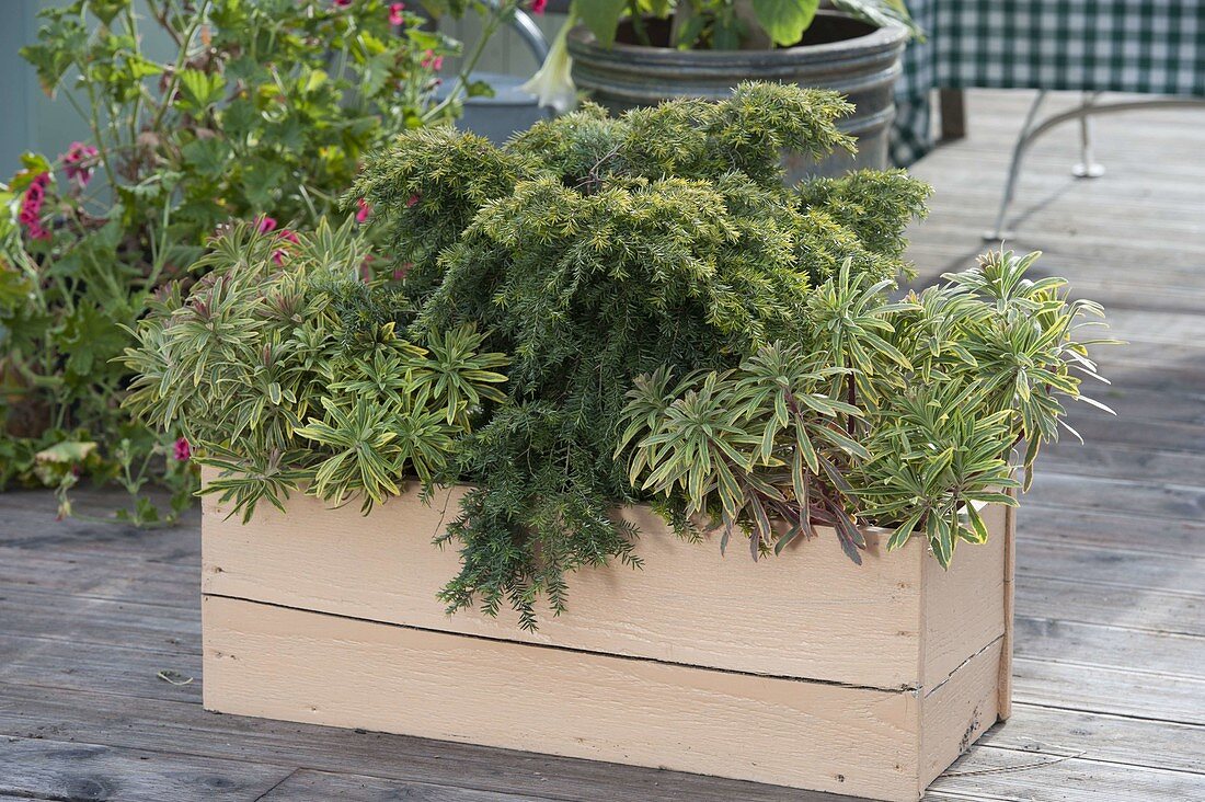 Hardy planted wooden box: Euphorbia x martini 'Ascot Rainbow'