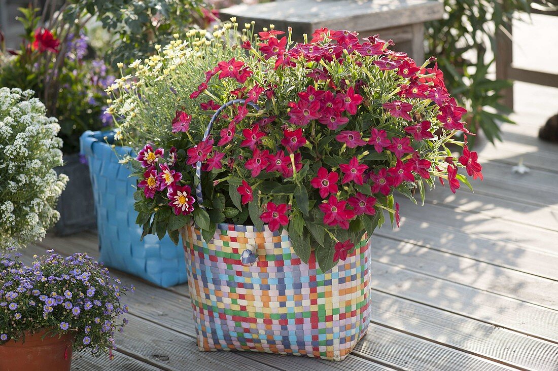 Bunter Flechtkorb mit Nicotiana (Ziertabak), Dahlia (Dahlie)