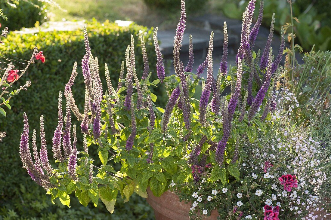 Teucrium hyrcanicum (Kaukasus Gamander), Blütezeit von Juni-Oktober