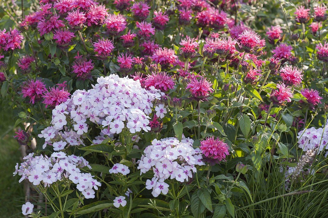 Beeteinfassung aus Haselruten: Monarda didyma 'Pink Lace' (Indianernessel)