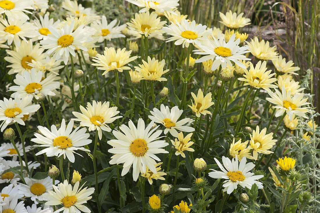 Leucanthemum superbum 'Banana Cream' (daisies)