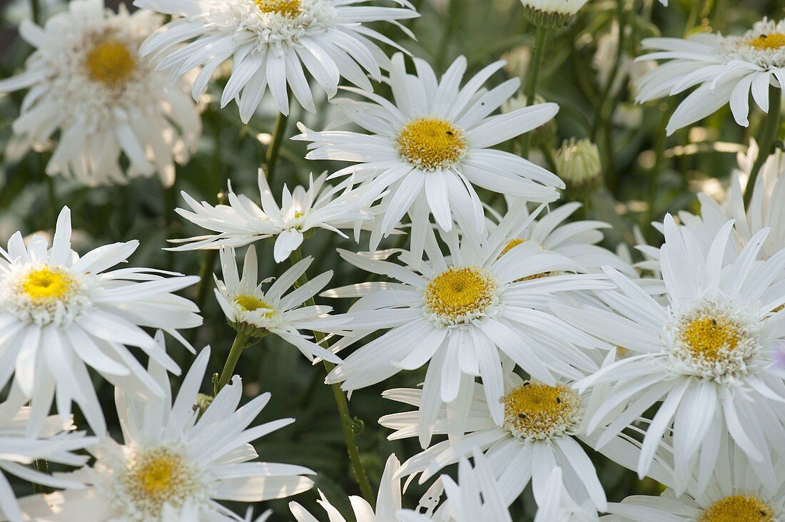 Leucanthemum superbum 'Sunny Side Up' (Margeriten)