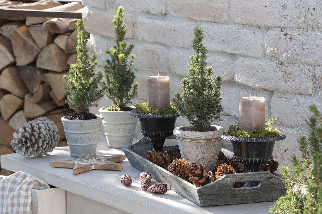 Small Picea glauca 'Conica' (sugar loaf spruce) with cones, candles