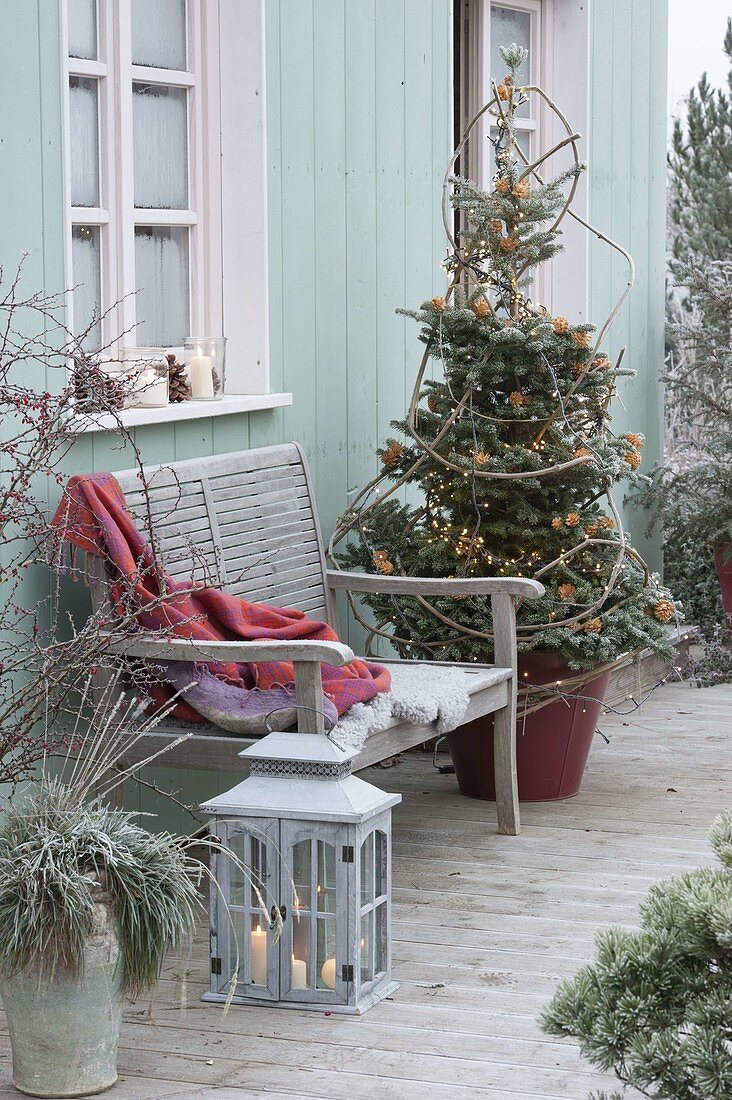 Abies koreana, as a living Christmas tree