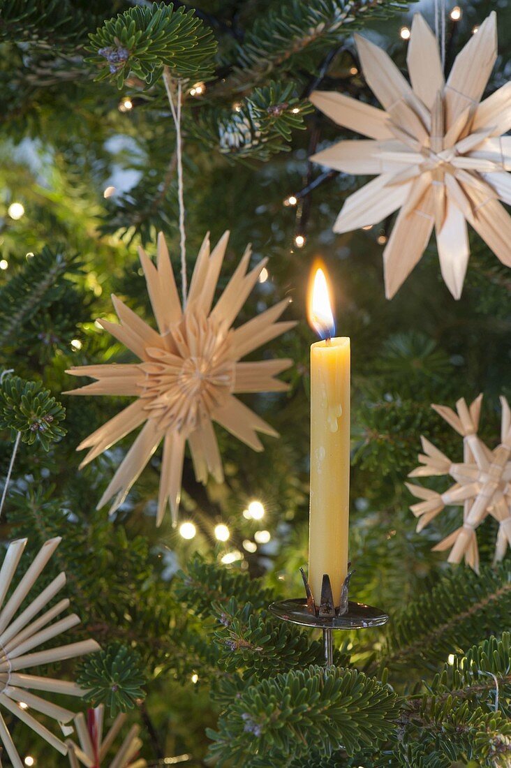 Abies koreana, decorated as a living Christmas tree