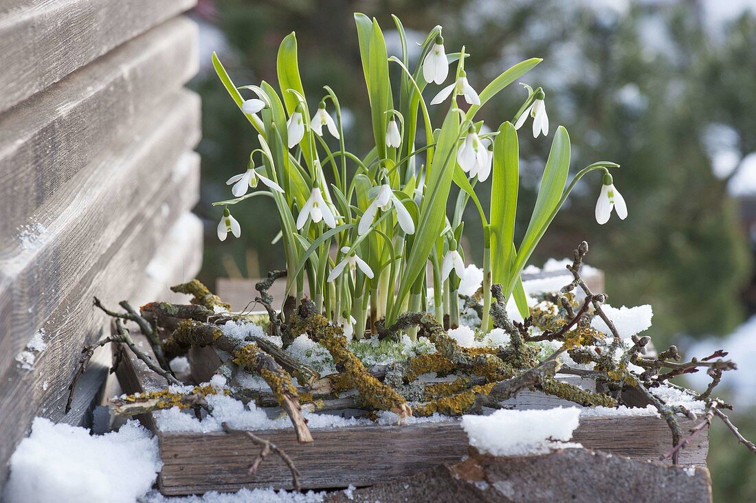 Galanthus nivalis with lichen-covered branches