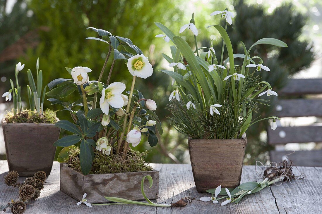 Helleborus niger and Galanthus nivalis