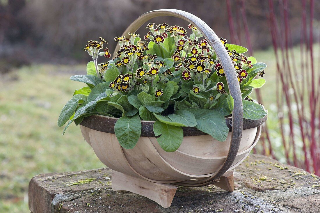 Primula Elatior-Hybride 'Gold Lace' (Goldgesäumte Primeln)