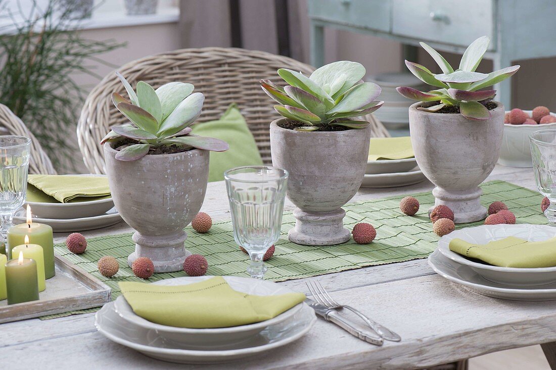 Table decoration with Kalanchoe thyrsiflora (desert cabbage)