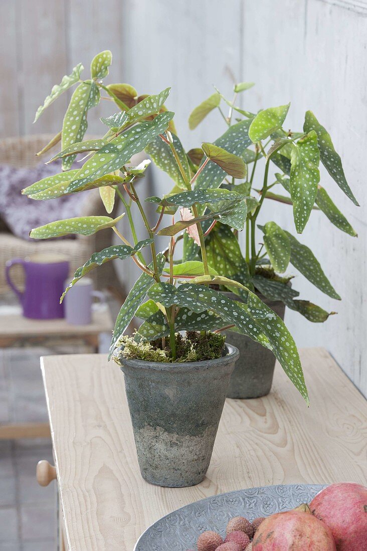 Begonia maculata 'Tamaya' (trout begonia) in gray pots