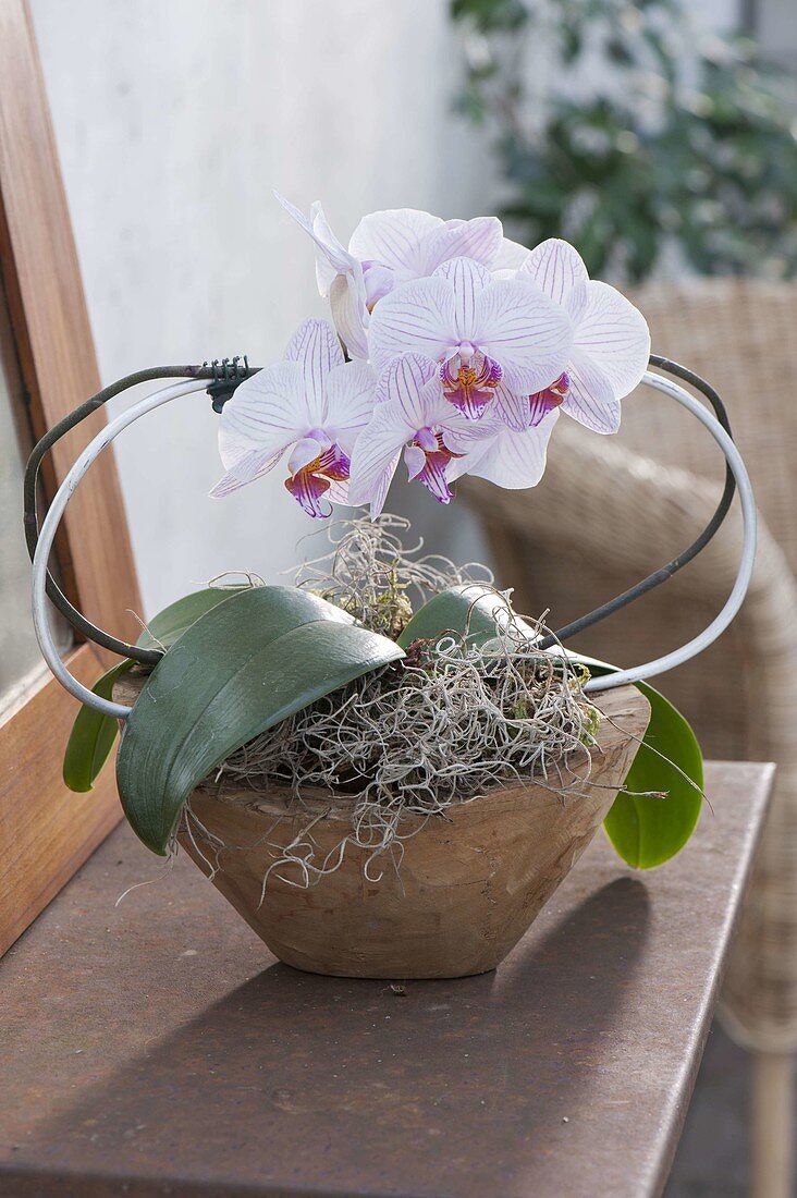 Phalaenopsis (Malayan flower, butterfly orchid)