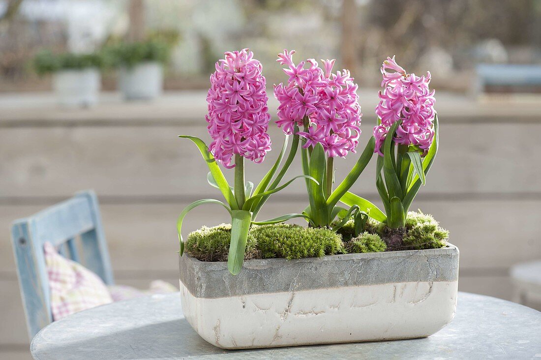 Hyacinthus 'Pink Pearl' (Hyacinth) in gray-white box
