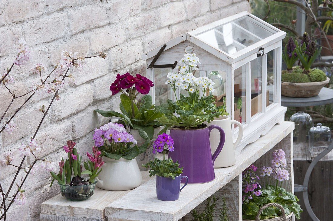 Primula acaulis, elatior and malacoides in pitchers and cup