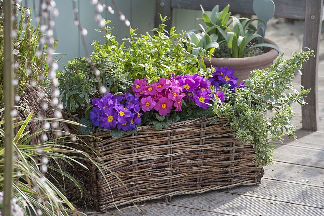 Basket with Primula acaulis and Abelia grandiflora 'Kaleidoscope'