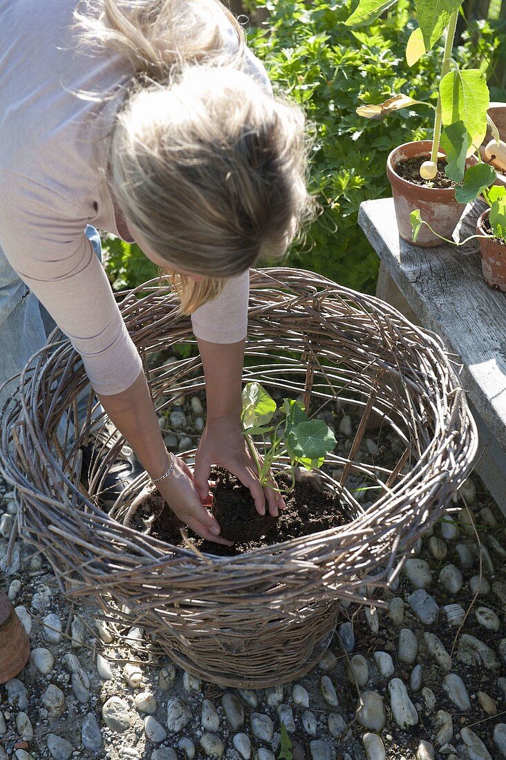 Woman planting summer flowers in homemade wicker basket