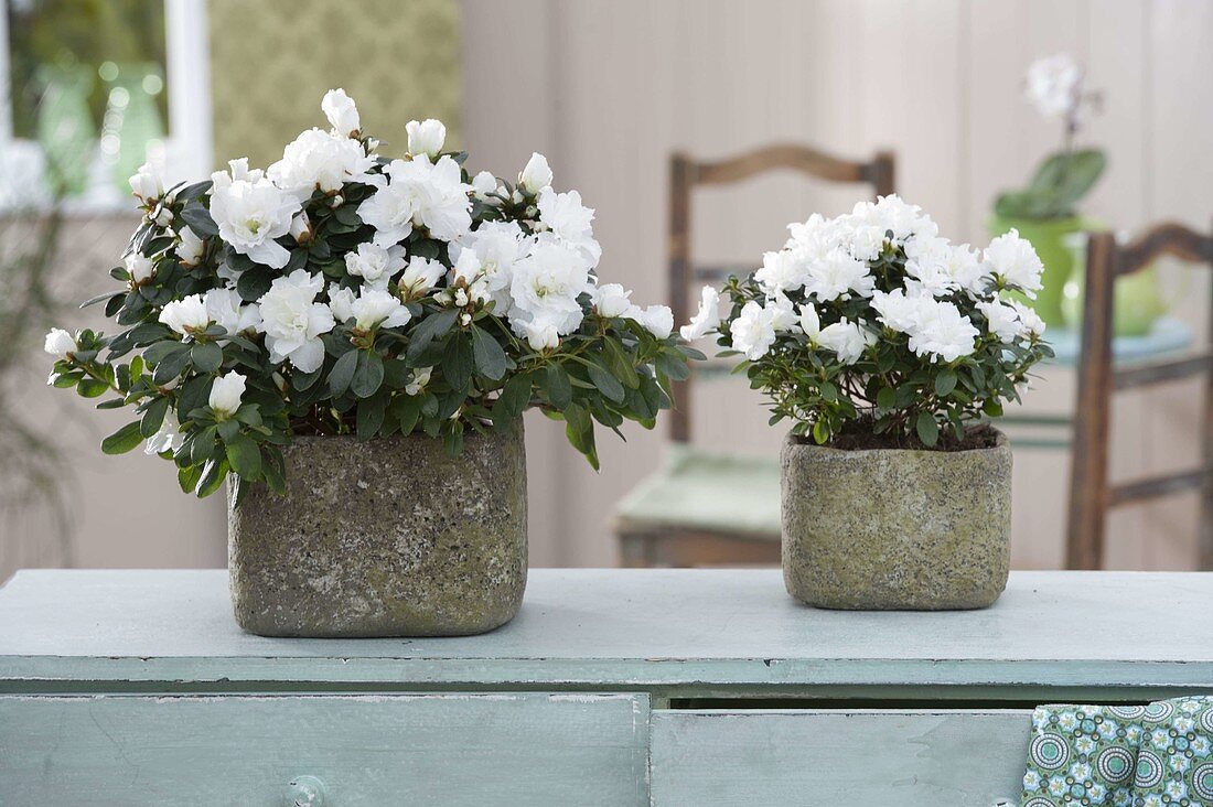 Rhododendron simsii (room azalea) in rustic planters