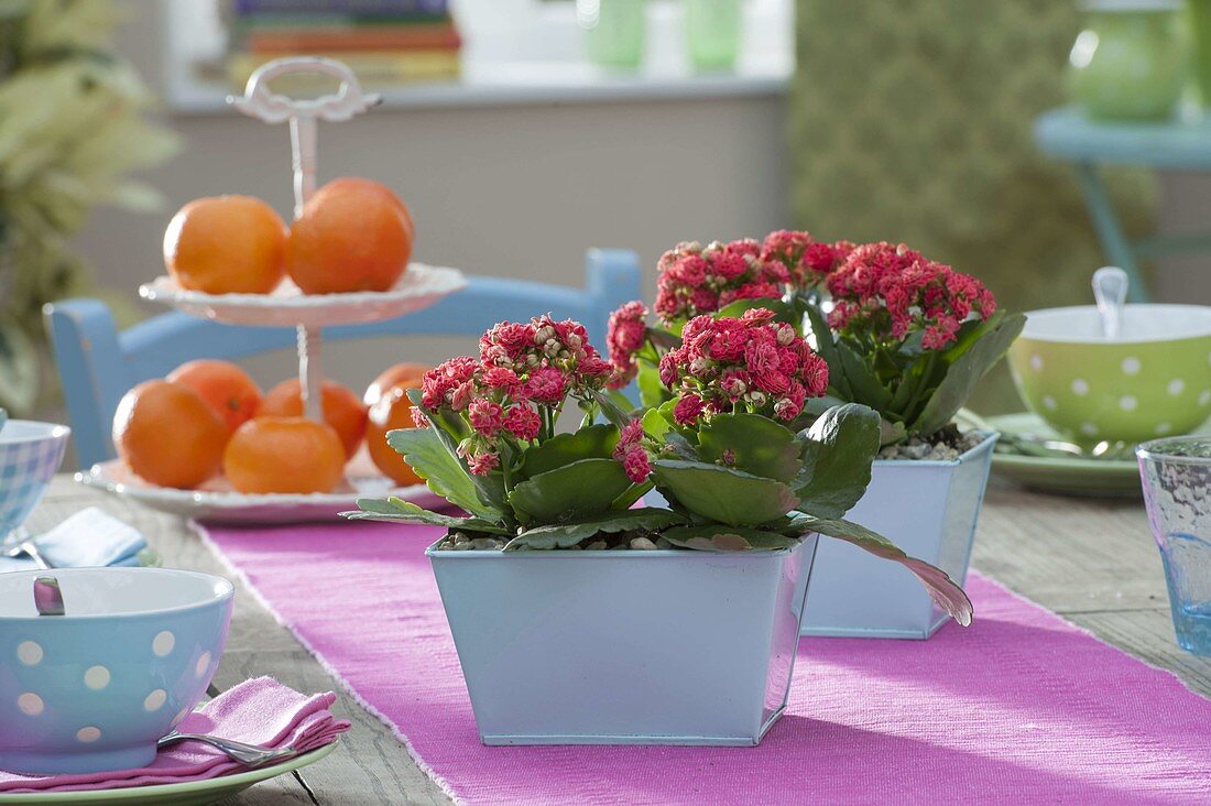 Table decoration with Kalanchoe Calandiva 'Red'