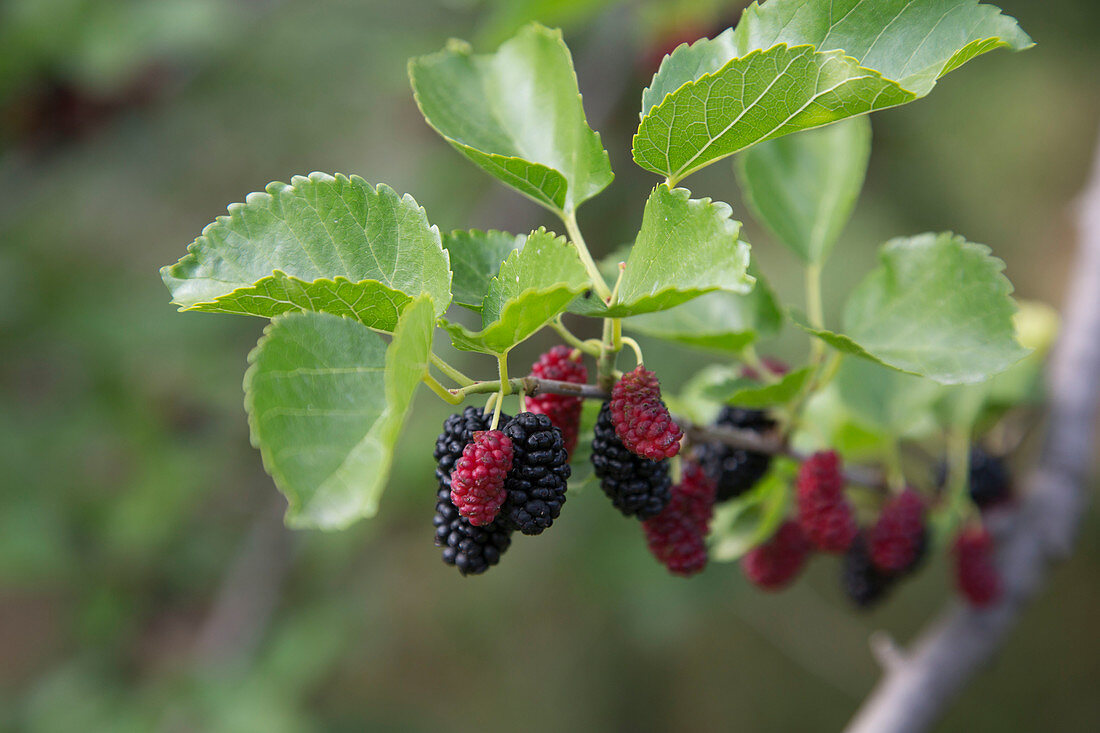 Black mulberry