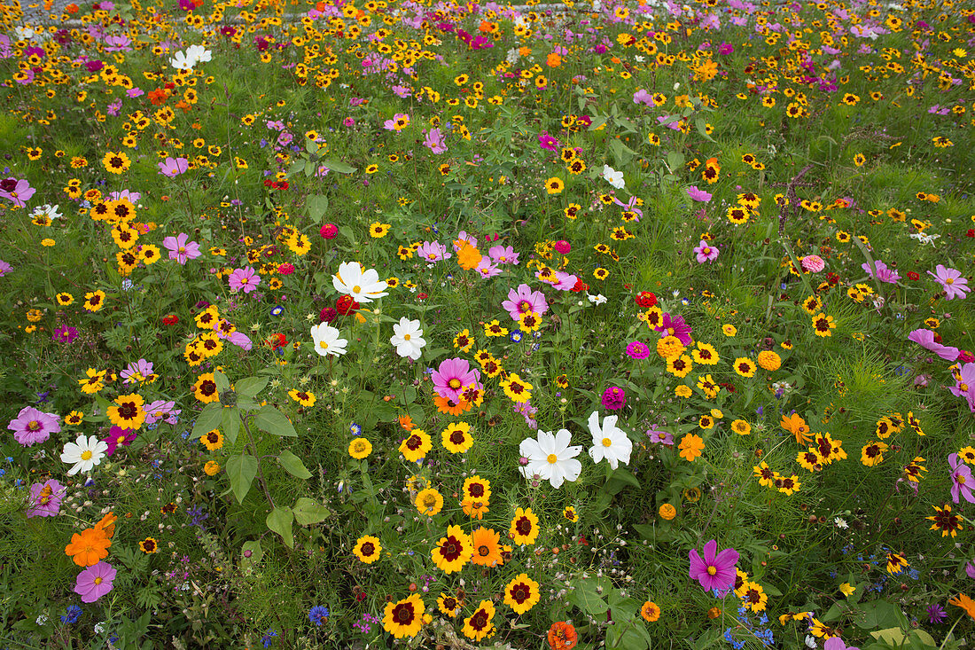 Colourful butterfly meadow