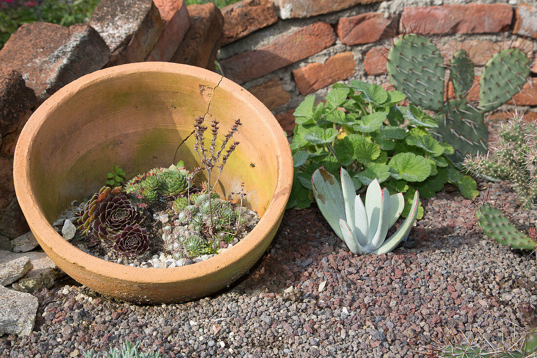 Houseleek in terracotta pot on gravel