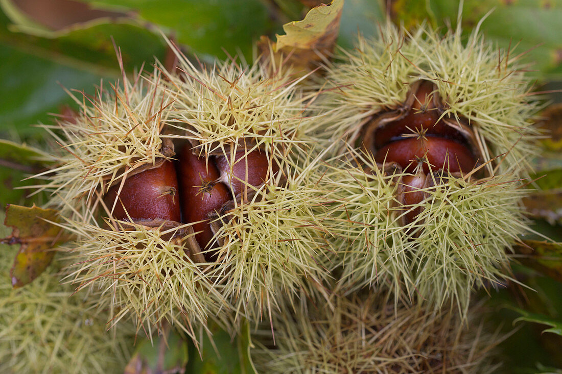 Fruit shells of sweet chestnuts burst open