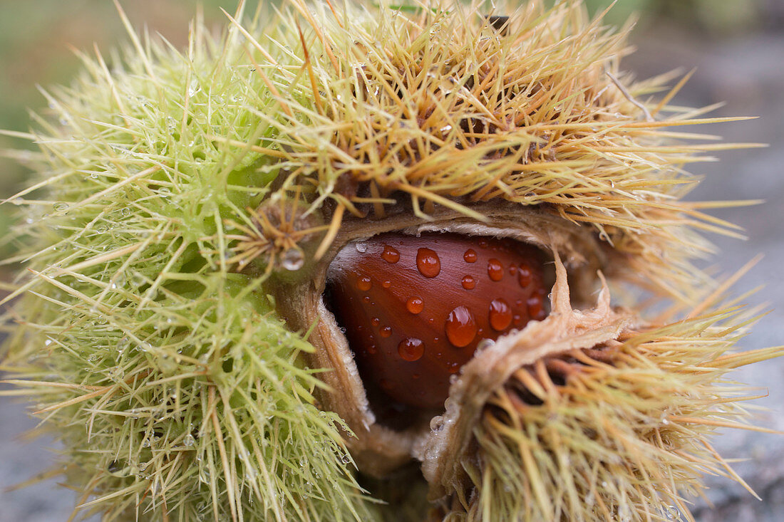 Fruit cover of sweet chestnut tree bursts open to reveal ripe chestnut tree