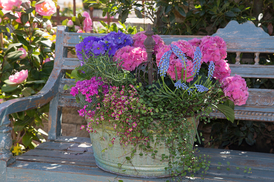 Zinc tub planted with hydrangeas and perennials