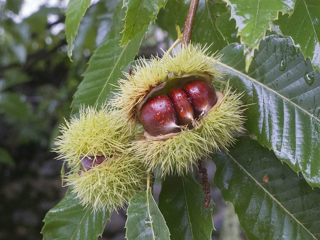 Fruit pods of sweet chestnut burst open to reveal ripe chestnuts