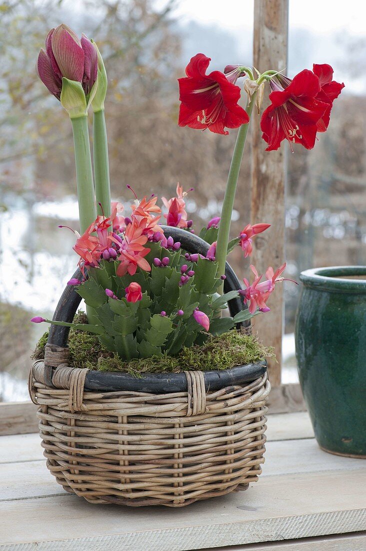 Henkelkorb bepflanzt mit Hippeastrum 'Royal Red' (Amaryllis)