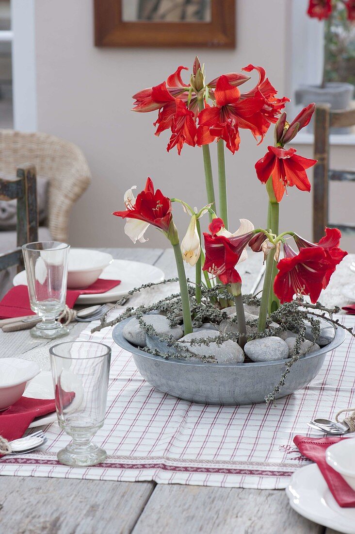 Tin bowl with Hippeastrum (Amaryllis) as a table decoration