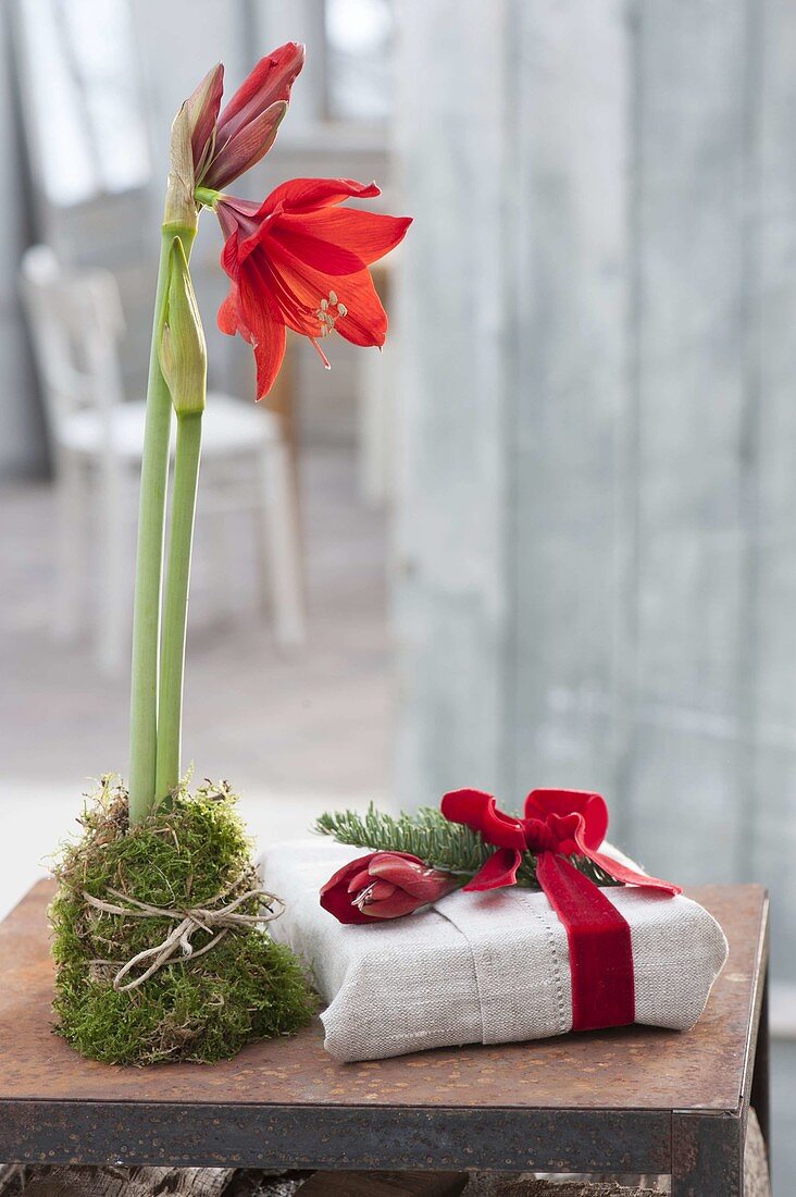 Hippeastrum packed in moss