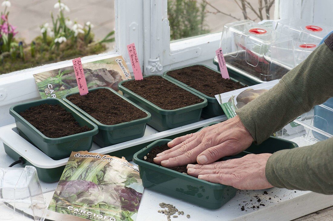 Vegetable growing in heatable sowing bowls