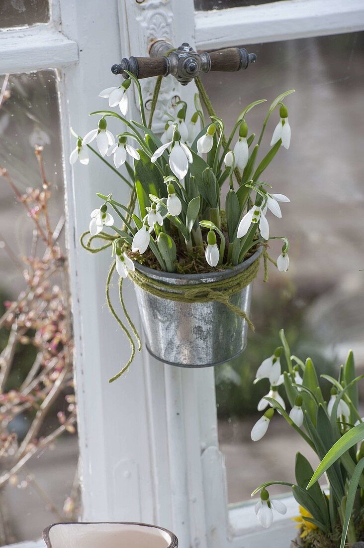 Galanthus nivalis in zinc pot hung on window handle