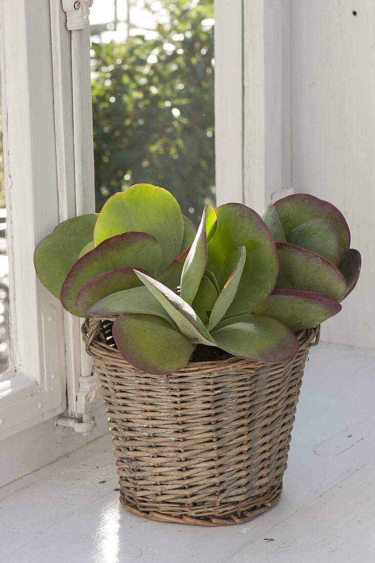 Kalanchoe thyrsiflora (desert cabbage)