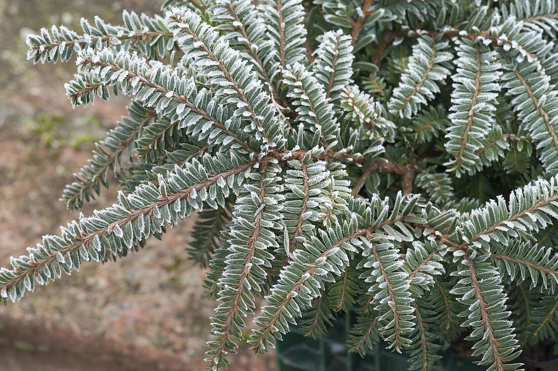 Taxus cuspidata 'Monloo' syn.'Emerald Spreader' (Zwerg-Eibe) mit Rauhreif