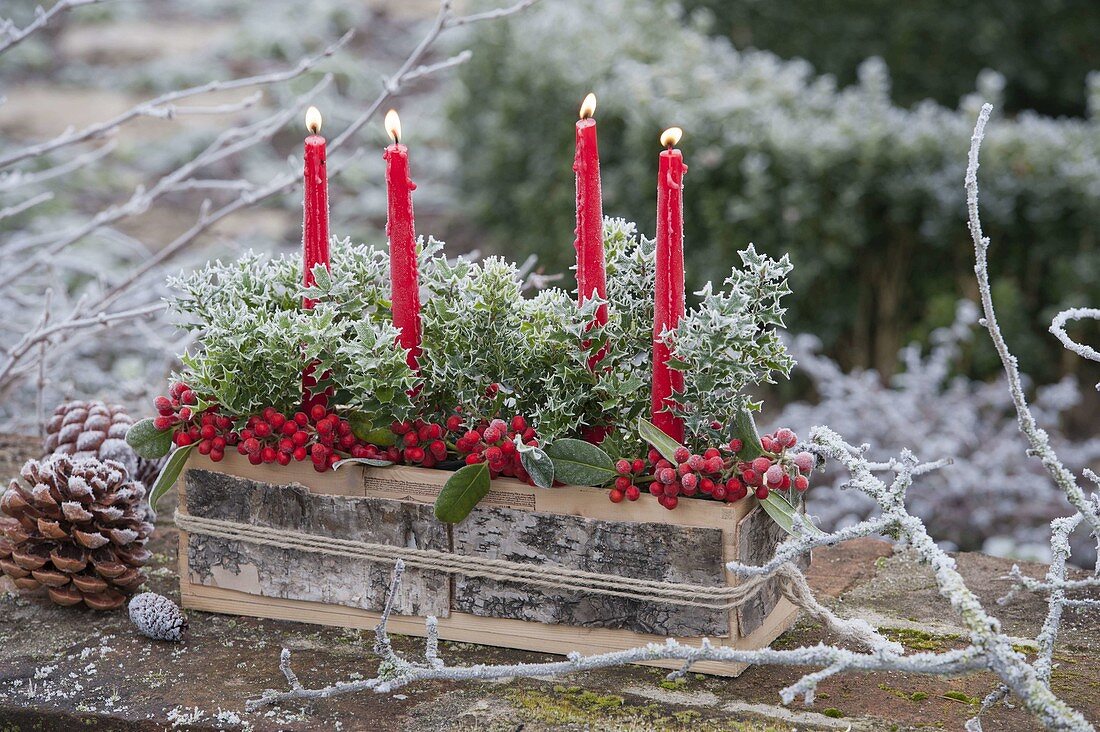 Ilex 'Hollywood' in Holzkästchen, verkleidet mit Rinde von Betula (Birke)