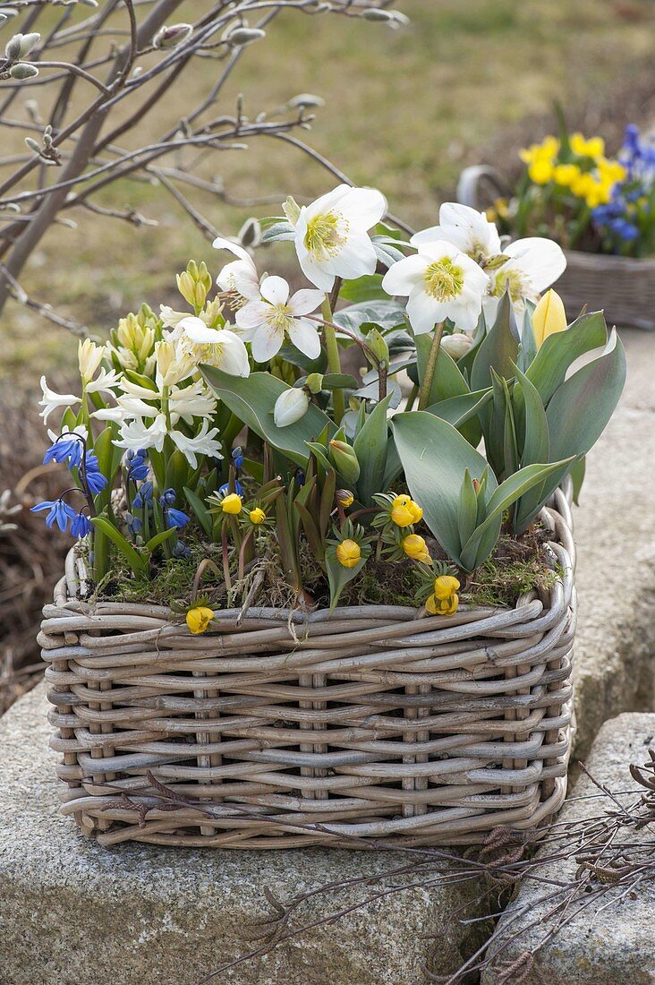 Helleborus orientalis (Lenzrose), Tulipa (Tulpen), Hyacinthus (Hyazinthen)