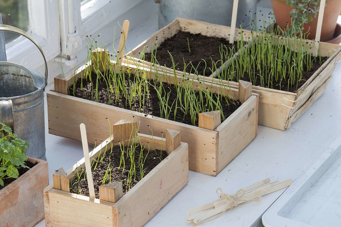 Sowing onions