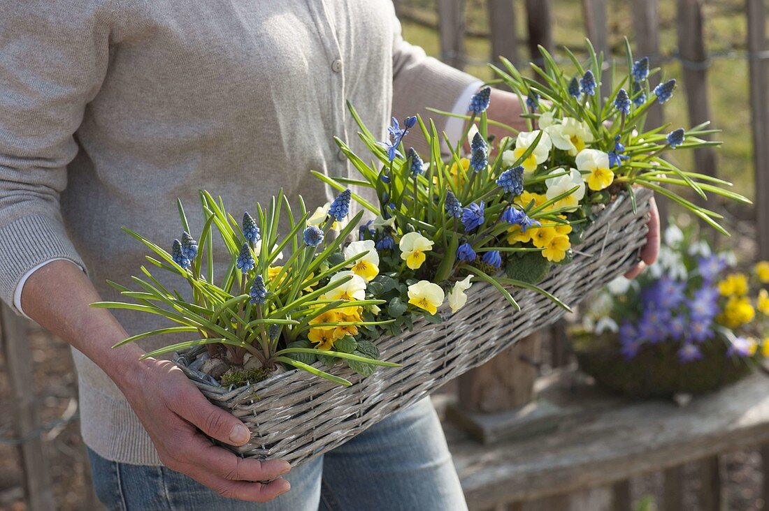 Frau trägt Korbkasten mit Muscari (Traubenhyazinthen), Viola cornuta