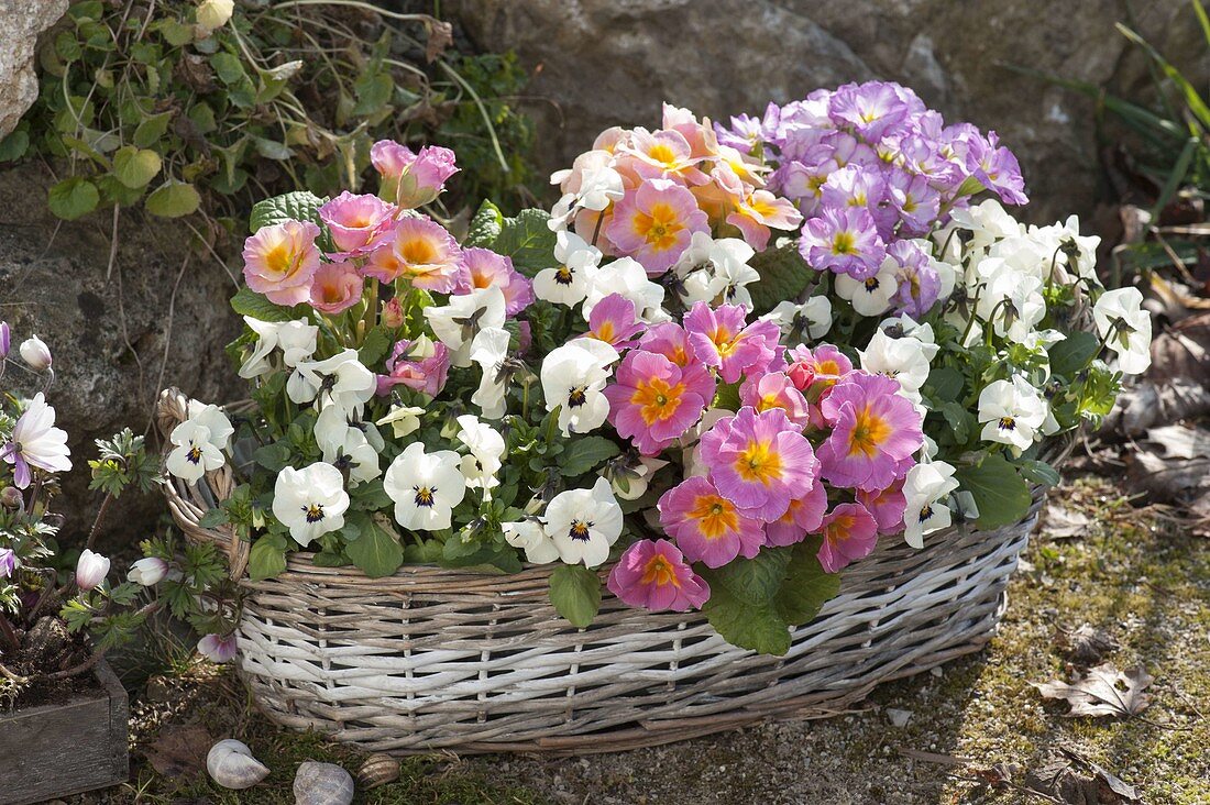 Basket jardiniere with Primula acaulis and Viola cornuta Callisto