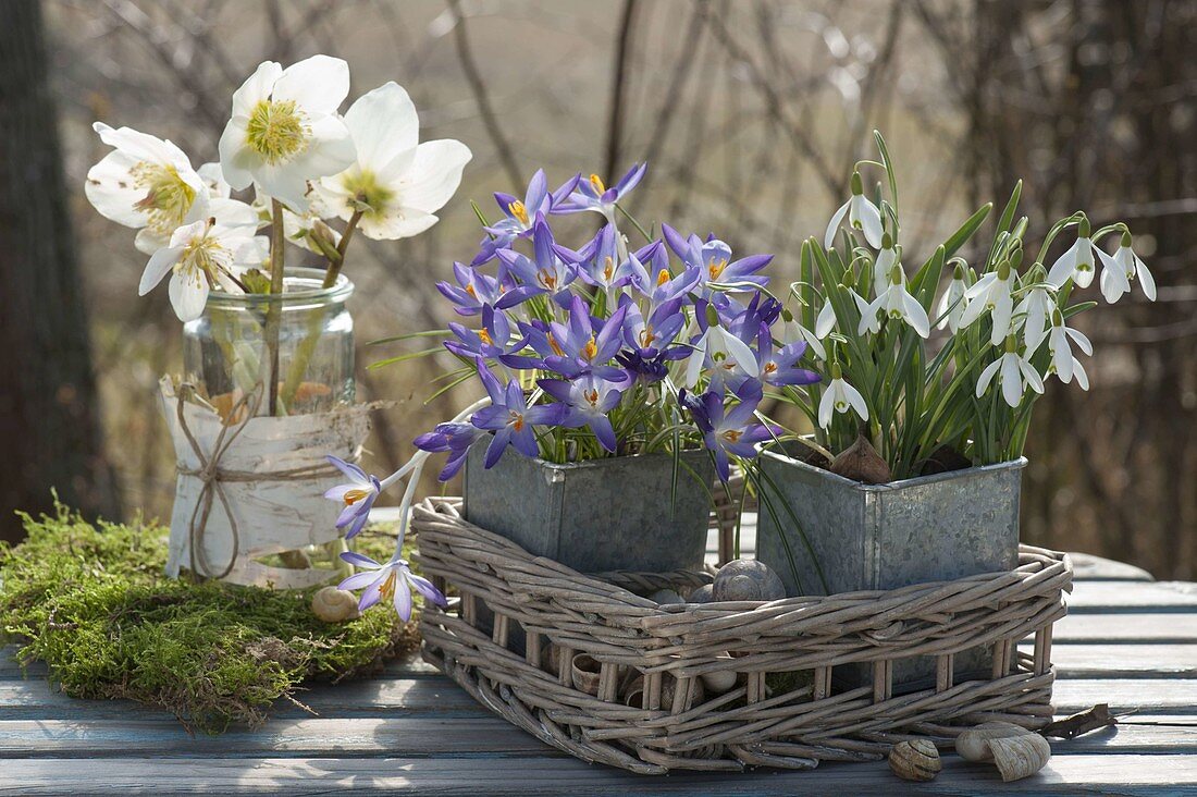 Crocus and Galanthus nivalis (Snowdrop)