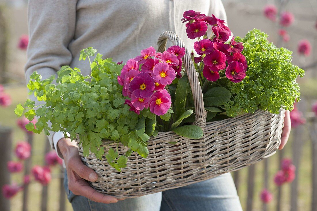 Frau trägt Henkelkorb mit Primula elatior (Hohen Primeln) und Petersilie