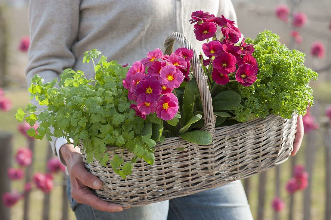 Woman carrying handle basket with primula elatior and parsley